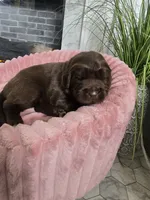 AMBER, a female Newfoundland for sale in Tilton, IL – Photo 7 of 10