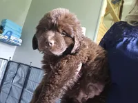 KONG  Jude Vanlakens, a male Newfoundland for sale in Tilton, IL – 3 of 10