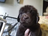 Maddie , a female Newfoundland for sale in Tilton, IL – 4 of 10