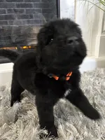 MAXIMUS, a male Newfoundland for sale in Tilton, IL – Photo 5 of 10