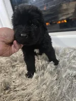 MAXIMUS, a male Newfoundland for sale in Tilton, IL – Photo 7 of 10