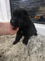 MAXIMUS, a male Newfoundland for sale in Tilton, IL – Photo 4 of 10