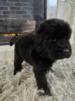 MAXIMUS, a male Newfoundland for sale in Tilton, IL – Photo 1 of 10