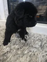 MAXIMUS, a male Newfoundland for sale in Tilton, IL – Photo 2 of 10