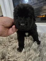 MAXIMUS, a male Newfoundland for sale in Tilton, IL – Photo 3 of 10