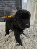 MAXIMUS, a male Newfoundland for sale in Tilton, IL – Photo 6 of 10