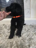 MAXIMUS, a male Newfoundland for sale in Tilton, IL – Photo 8 of 10