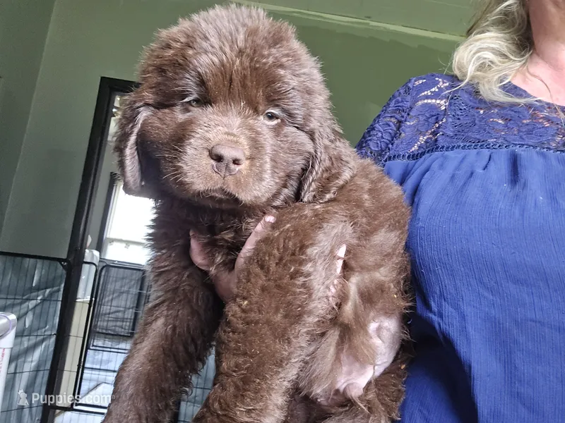 KONG  Jude Vanlakens – Newfoundland puppy for sale in Tilton, IL