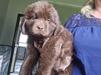 KONG  Jude Vanlakens, a male Newfoundland for sale in Tilton, IL – 1 of 10