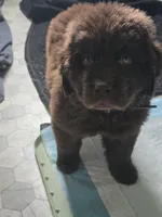 KONG  Jude Vanlakens, a male Newfoundland for sale in Tilton, IL – 5 of 10