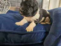 Nobara, a female Newfoundland for sale in Tilton, IL – 2 of 5
