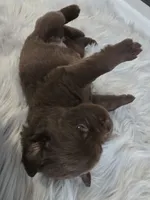 MISHKA, a female Newfoundland for sale in Tilton, IL – Photo 2 of 10