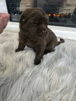 MISHKA, a female Newfoundland for sale in Tilton, IL – Photo 8 of 10