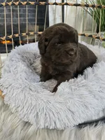 MISHKA, a female Newfoundland for sale in Tilton, IL – Photo 7 of 10