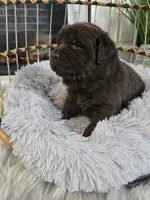 MISHKA, a female Newfoundland for sale in Tilton, IL – Photo 6 of 10