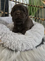 MISHKA, a female Newfoundland for sale in Tilton, IL – Photo 1 of 10