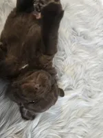 MISHKA, a female Newfoundland for sale in Tilton, IL – Photo 5 of 10