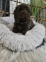 MISHKA, a female Newfoundland for sale in Tilton, IL – Photo 3 of 10