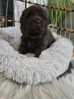 MISHKA, a female Newfoundland for sale in Tilton, IL – Photo 4 of 10