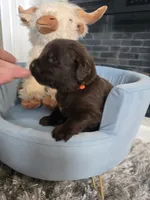 Copper, a male Newfoundland for sale in Tilton, IL – 4 of 10