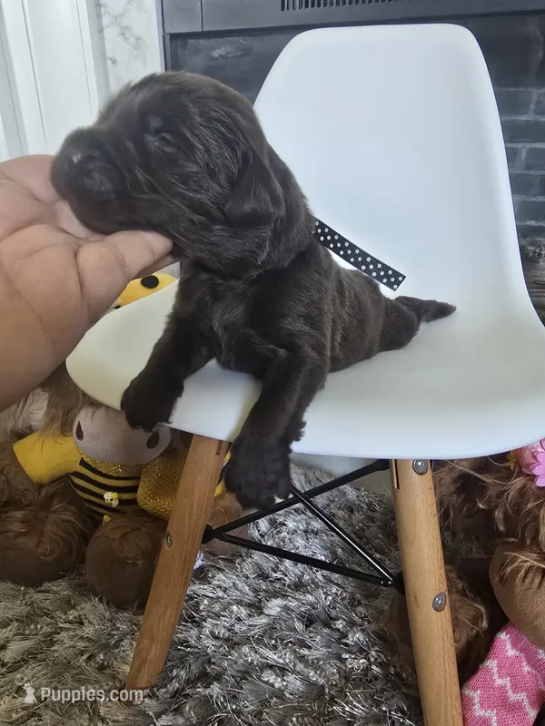 BAILEY  – Newfoundland puppy for sale in Tilton, IL