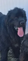 Nobara, a female Newfoundland for sale in Tilton, IL – 4 of 10