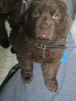 KONG  Jude Vanlakens, a male Newfoundland for sale in Tilton, IL – 2 of 10