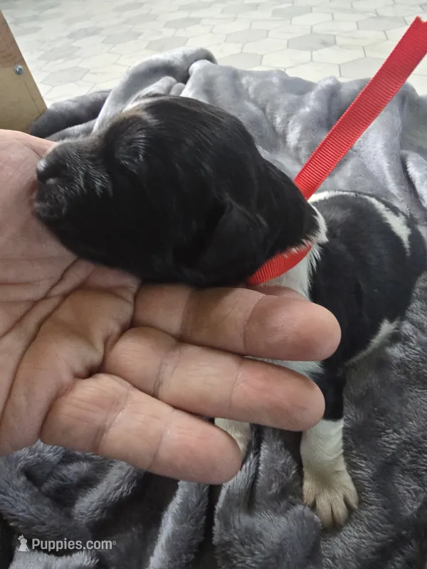 Nobara – Newfoundland puppy for sale in Tilton, IL