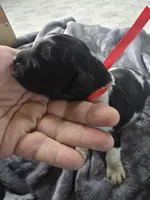 Nobara, a female Newfoundland for sale in Tilton, IL – 1 of 10