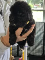 Terra, a female Newfoundland for sale in Tilton, IL – 3 of 10