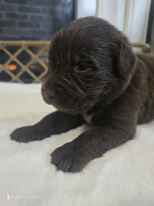 BAILEY  – Newfoundland puppy for sale in Tilton, IL