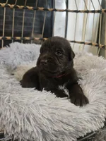 BAILEY , a female Newfoundland for sale in Tilton, IL – 2 of 10