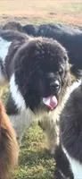 Nobara, a female Newfoundland for sale in Tilton, IL – 6 of 10