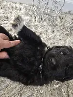 STORM, a female Newfoundland for sale in Tilton, IL – Photo 8 of 10