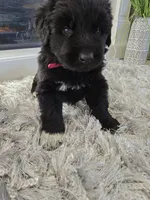 STORM, a female Newfoundland for sale in Tilton, IL – Photo 2 of 10