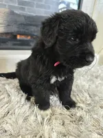 STORM, a female Newfoundland for sale in Tilton, IL – Photo 1 of 10