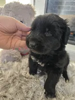 STORM, a female Newfoundland for sale in Tilton, IL – Photo 3 of 10