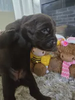 BAILEY , a female Newfoundland for sale in Tilton, IL – 6 of 10