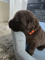 Copper, a male Newfoundland for sale in Tilton, IL – 1 of 10