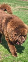 BAILEY , a female Newfoundland for sale in Tilton, IL – 5 of 10