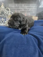 Josie, a female Newfoundland for sale in Tilton, IL – 4 of 10