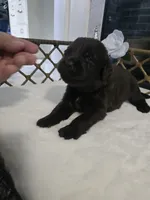Kyra, a female Newfoundland for sale in Tilton, IL – 5 of 10