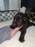 Kyra, a female Newfoundland for sale in Tilton, IL – 6 of 10