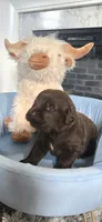 Copper, a male Newfoundland for sale in Tilton, IL – 6 of 10