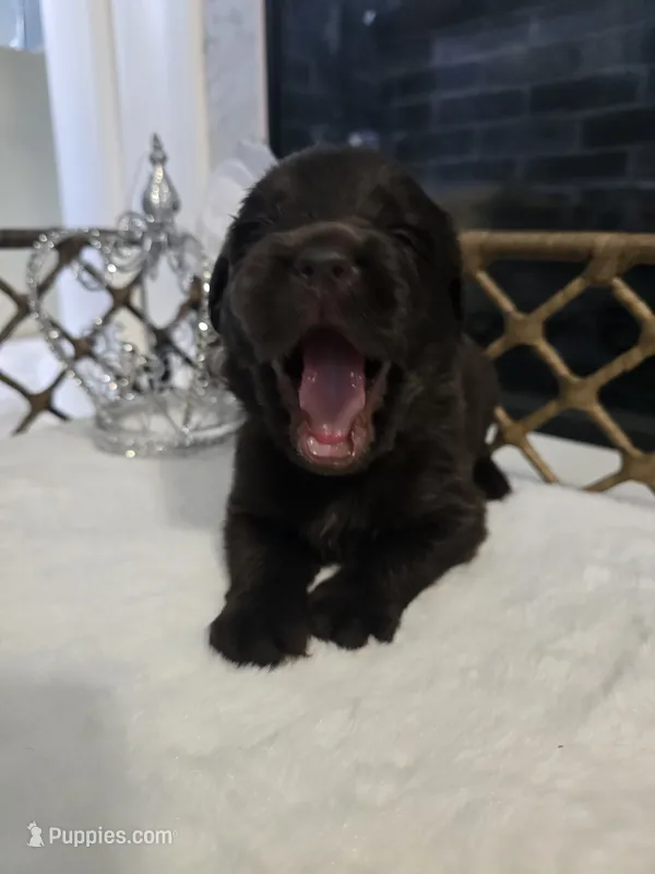 Kyra – Newfoundland puppy for sale in Tilton, IL