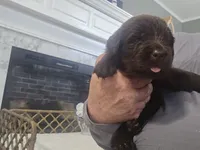 Kyra, a female Newfoundland for sale in Tilton, IL – 2 of 10