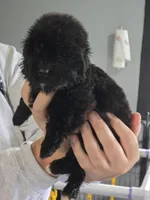 Terra, a female Newfoundland for sale in Tilton, IL – 4 of 10