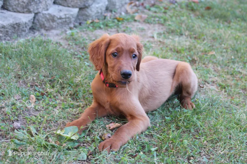 bonnie – Golden Irish puppy for sale in Dundee, OH
