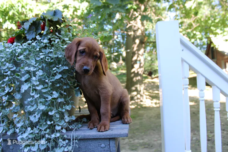 brianna – Golden Irish puppy for sale in Dundee, OH