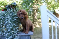 brianna, a female Golden Irish for sale in Dundee, OH – 1 of 4